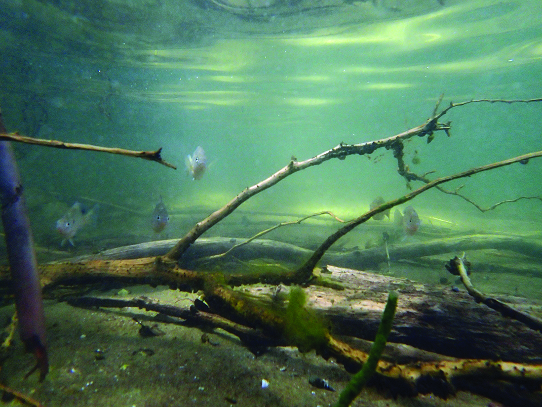 Log underwater